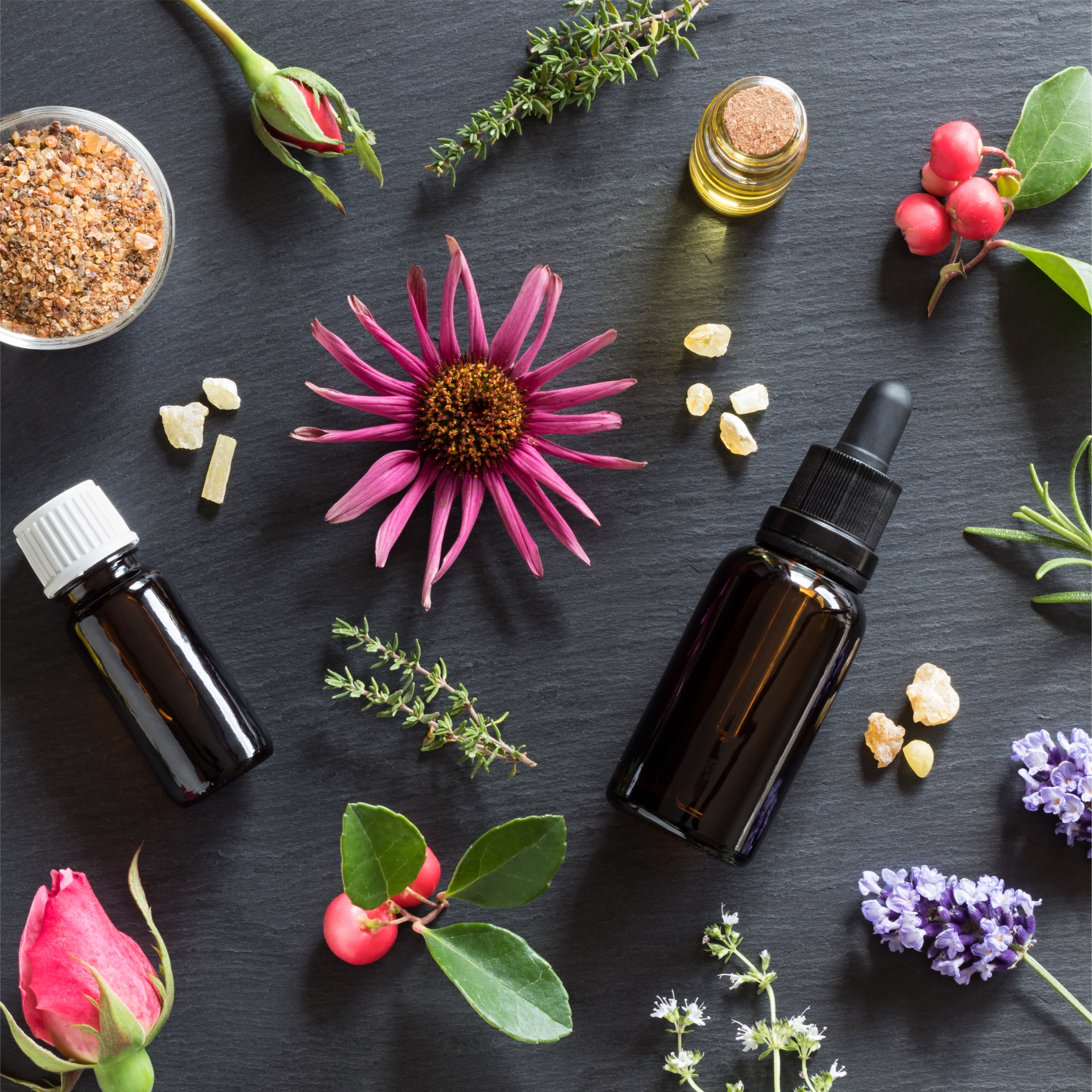 Bottles of essential oil with rosemary, thyme, creeping thyme, echinacea, wintergreen, lavender, myrrh, frankincense and rose buds on a dark background